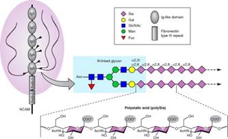 “NCAM polysialic acid”的图片搜索结果
